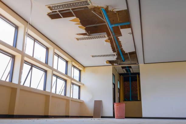 Best Mold removal after water damage  in Forest Meadows, CA