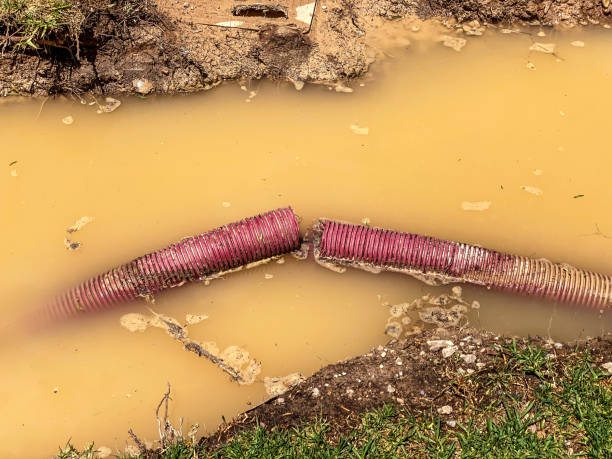 Best Water damage contractors near me  in Forest Meadows, CA